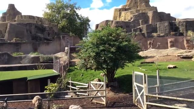 Ostrich In The Outback At ZSL London Zoo 2015, Regent's Park, Camden Town, London
