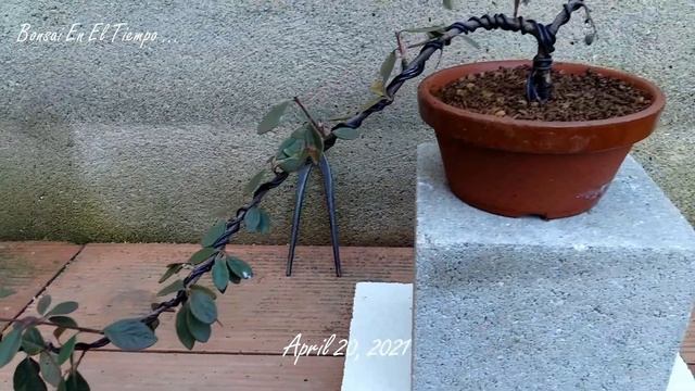 Cotoneaster Horizontalis - 2021 смотреть онлайн