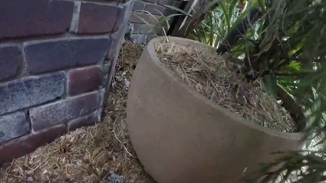carpet python and her family to be from mount tamborine смотреть онлайн