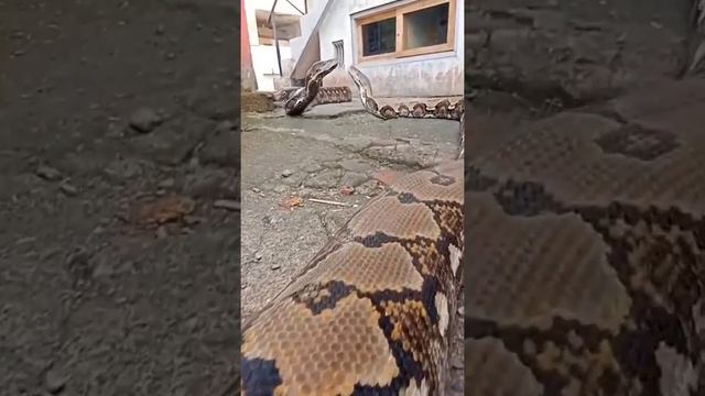 САМЫЙ ДЛИННЫЙ ПИТОН! смотреть онлайн