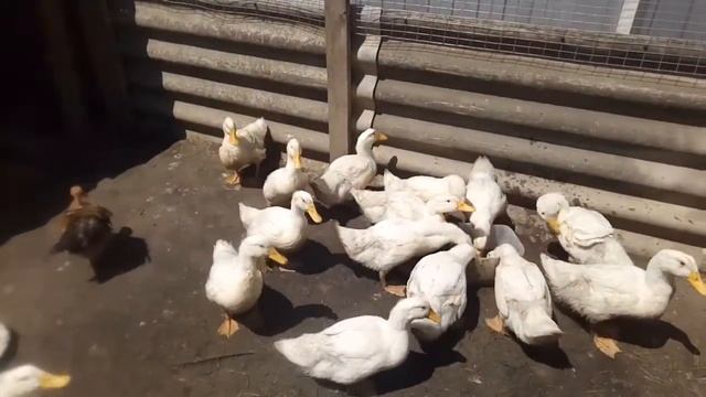 Белые утки. Утки кросс медео. Утятам почти 2 месяца. смотреть онлайн