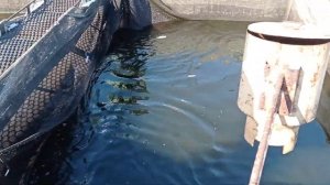 Немного информации по плотностям посадки карпа в садки. Выращивание карпа в садках