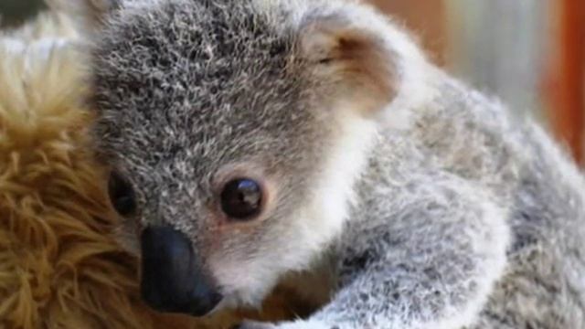 Коала — Koala