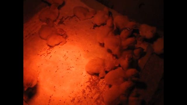 Выращивание ИНДЮШАТ и БРОЙЛЕРОВ.СТАРТ. смотреть онлайн