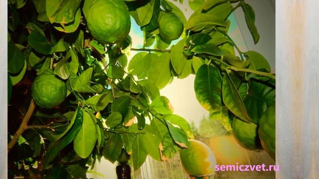 ?? Мандарин и лимон в домашних условиях. Цитрусовые в квартире смотреть онлайн