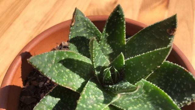Aristaloe Aristata (Lace Aloe) - HD Succulent Video (4K)