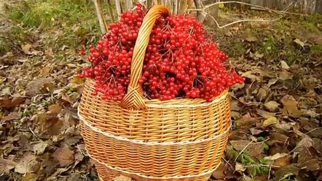 ГОРОД В ЛЕС ПОШЁЛ ГУЛЯТЬ смотреть онлайн