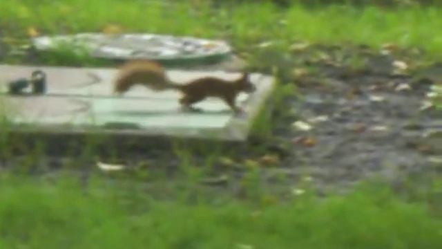 Белку с Ритой встретили : З смотреть онлайн