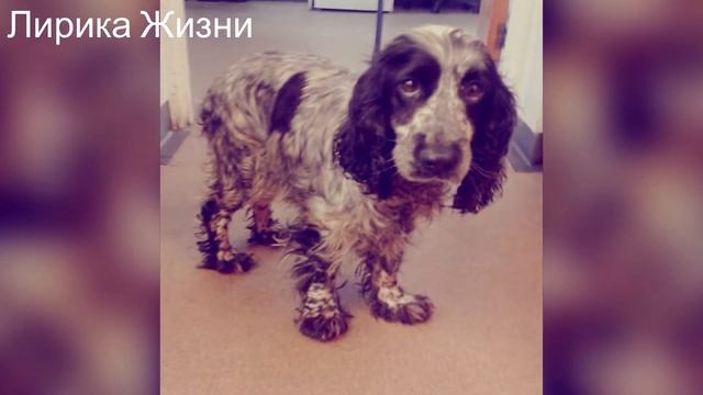 Мужчина спас Собаку, которая держала Пакет в зубах, Заглянув в пакет он Заплакал Навзрыд смотреть онлайн