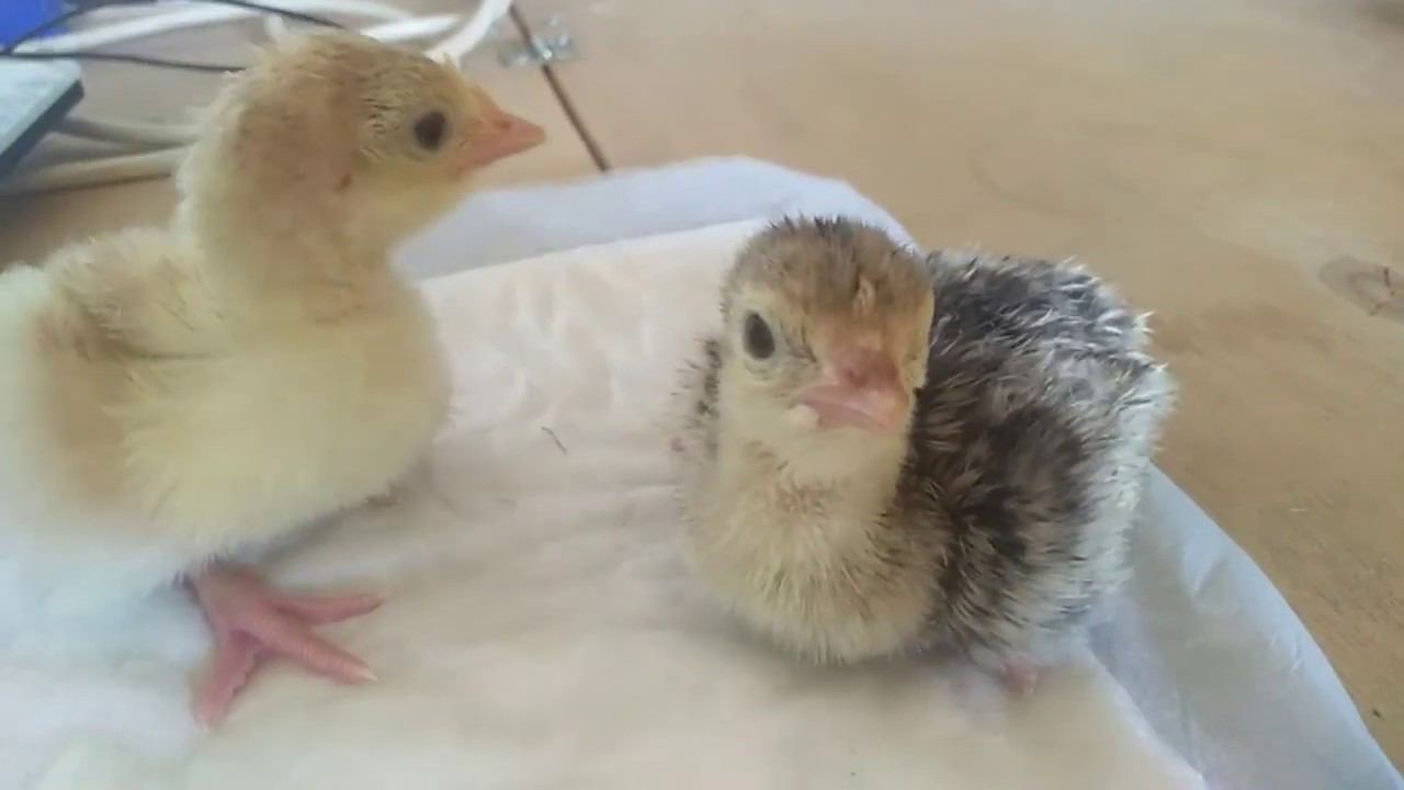 СКОЛЬКО ВЕСИТ СУТОЧНЫЙ ИНДЮШЕНОК, ТЯЖЕЛОГО КРОССА смотреть онлайн