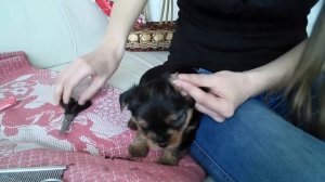 Первая стрижка йоркширского терьера