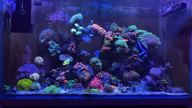 Морской аквариум смотреть онлайн