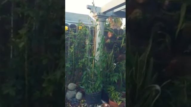 Growing go-ti, Chinese Knotweed,Fallopia multiflora,He Shou Wu. A cure for old age. смотреть онлайн