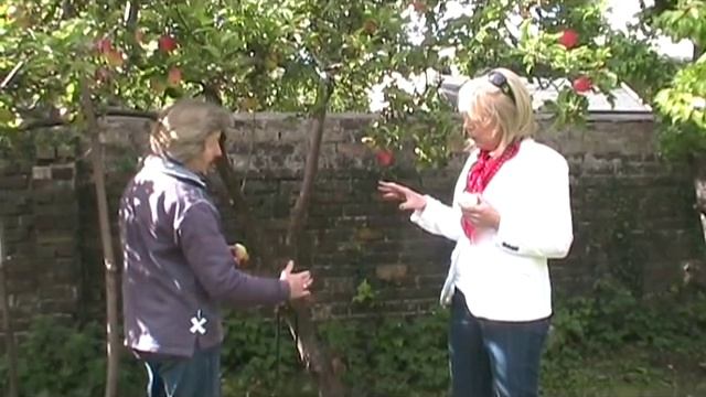 Malus domestica Apple Trees смотреть онлайн