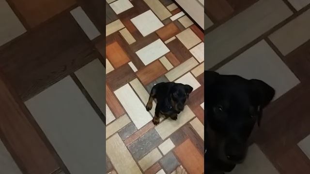 Доберман 2 месяца смотреть онлайн