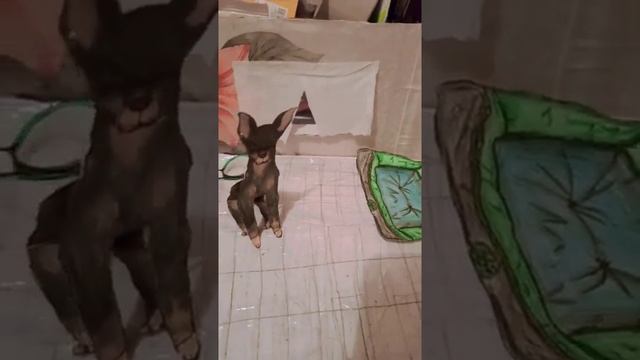 ЛЕЖАНКА ДЛЯ БУМАЖНОЙ СОБАКИ АРТИ!❤️?? смотреть онлайн