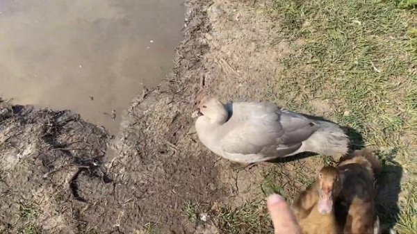 Мускусные утята тяжелых линий на продажу