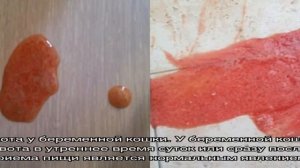 Кот блюет: рвота, тошнит, причины и лечение