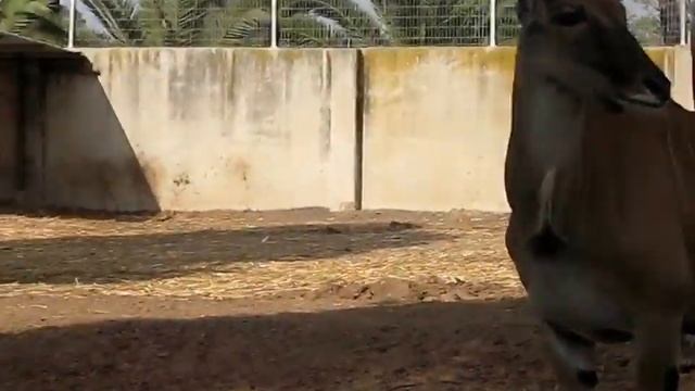 САФАРИ В ИЗРАИЛЕ. ЧАСТЬ_1 - SAFARI IN ISRAEL. CHAST_1. смотреть онлайн