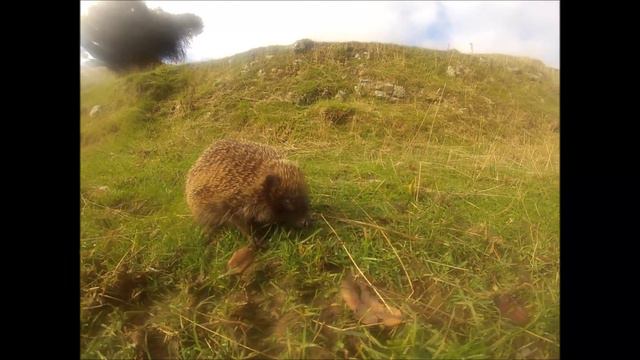 gopro hedgehog 2013 смотреть онлайн
