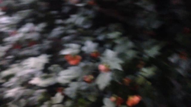 Питомник абутилонов смотреть онлайн