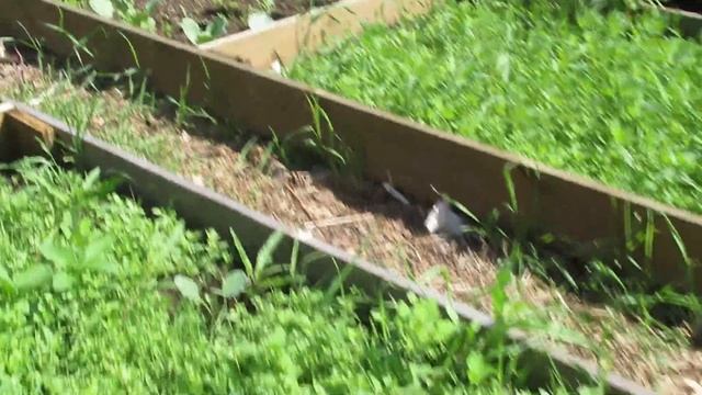 Наша дача - 2020 г. Июнь - что посеять? Подкормка для клубники во время плодоношения. смотреть онлайн