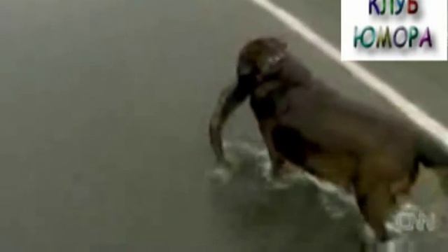 Собака ловит рыбу. The dog fishes смотреть онлайн