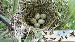 Окружающий мир 3 класс ч.1, тема урока "Размножение и развитие животных", с.100-105, Школа России.