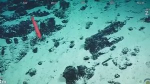 КТО ЖИВЕТ НА ДНЕ ОКЕАНА? ТОП 10 ЖУТКИХ СУЩЕСТВ ОБИТАЮЩИХ В ГЛУБИННЫХ ВОДАХ ОКЕАНА.