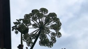 Как отличить дягиль от борщевика?