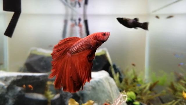 Red Shadow Half Moon бойцовская рыбка смотреть онлайн