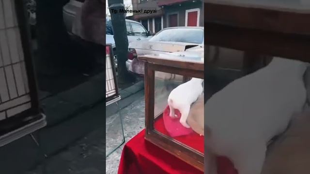 Собачий та котячий Базар Одеса Огляд та Ціни. смотреть онлайн