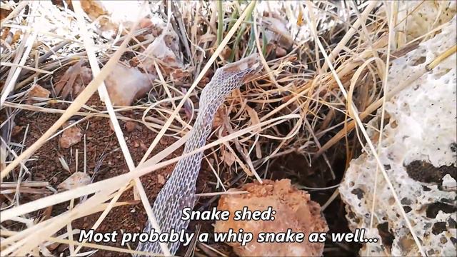 Herping Lebanon: New Snake Species? смотреть онлайн