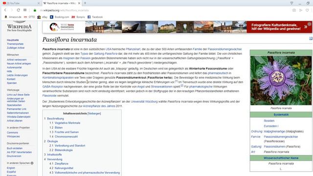 Wikipedia Artikel des Tages: Passiflora incarnata смотреть онлайн