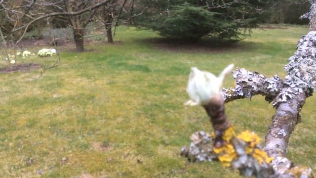 Poirier ou pyrus communis 'Conférence' Le bourgeon doux coton смотреть онлайн