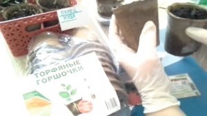 СРОЧНОЕ ВИДЕО: Как торфяные горшочки могут погубить рассаду? ПЛЮСЫ и МИНУСЫ