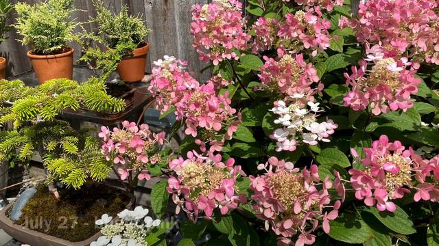 Color Changing For Little Quick Fire Hydrangea (4K) - July 27 смотреть онлайн