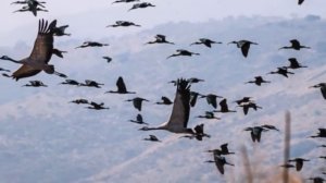 Журавлиный крик...