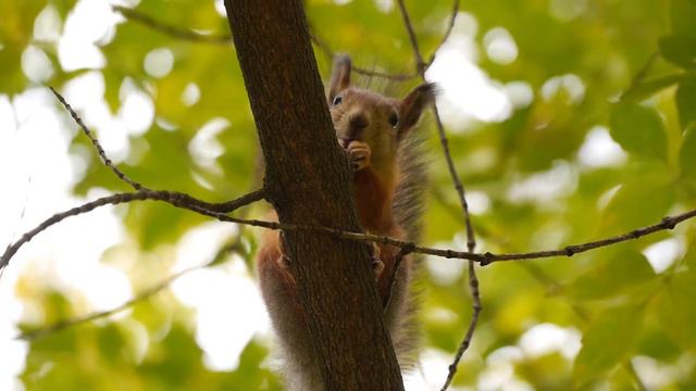 Белки в парке Зеленая Роща смотреть онлайн