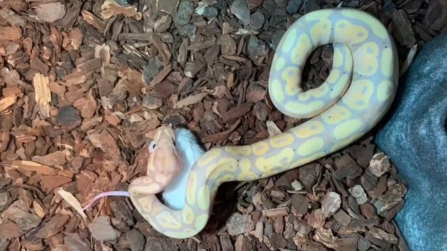 Banana ball python slow motion FEEDING смотреть онлайн