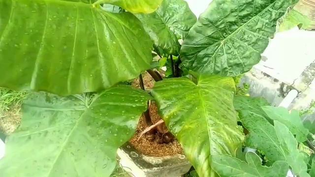 KELADI HITAM DI GEDUNG MEGAH || ALOCASIA PLUMBEA NIGRA TALAS HITAM