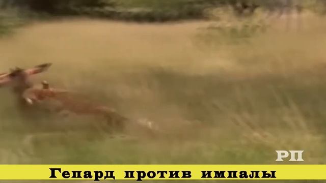 Безумные сюжеты из жизни животных (третья часть) смотреть онлайн