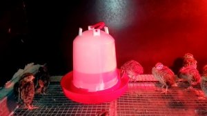 Молодняк в брудере первое знакомство с сеткой