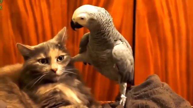 Невозмутимость смотреть онлайн