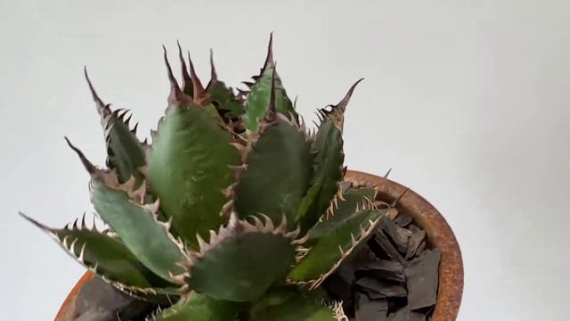 Agave Horrida寬葉狂刺霍利達 смотреть онлайн