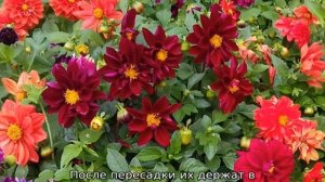 Георгины однолетние — посадка и уход