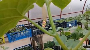 Как правильно формировать огурцы и как удалять первые завязи на их рассаде