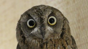 Сова Сплюшка в качестве домашнего питомца !