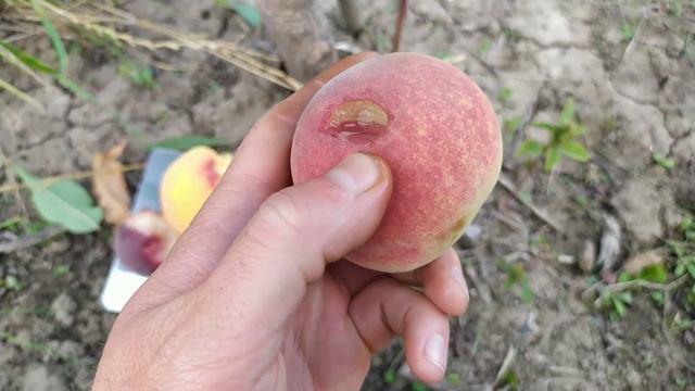 Персик Кевина, Лаурол, Доусер смотреть онлайн