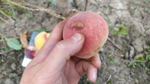 Персик Кевина, Лаурол, Доусер